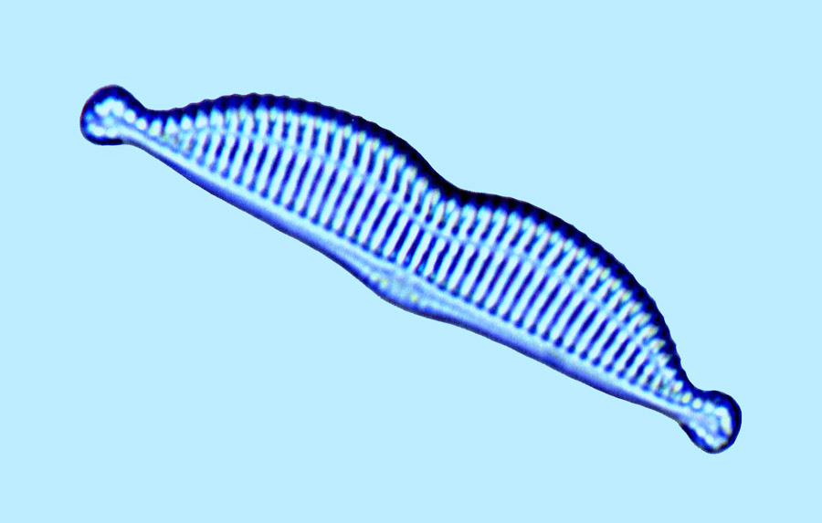 Amcadifa Amphoraangularis